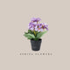 Potted Flower - Light Purple