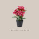 Potted Flower - Fuchsia