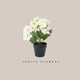 Potted Flower - White