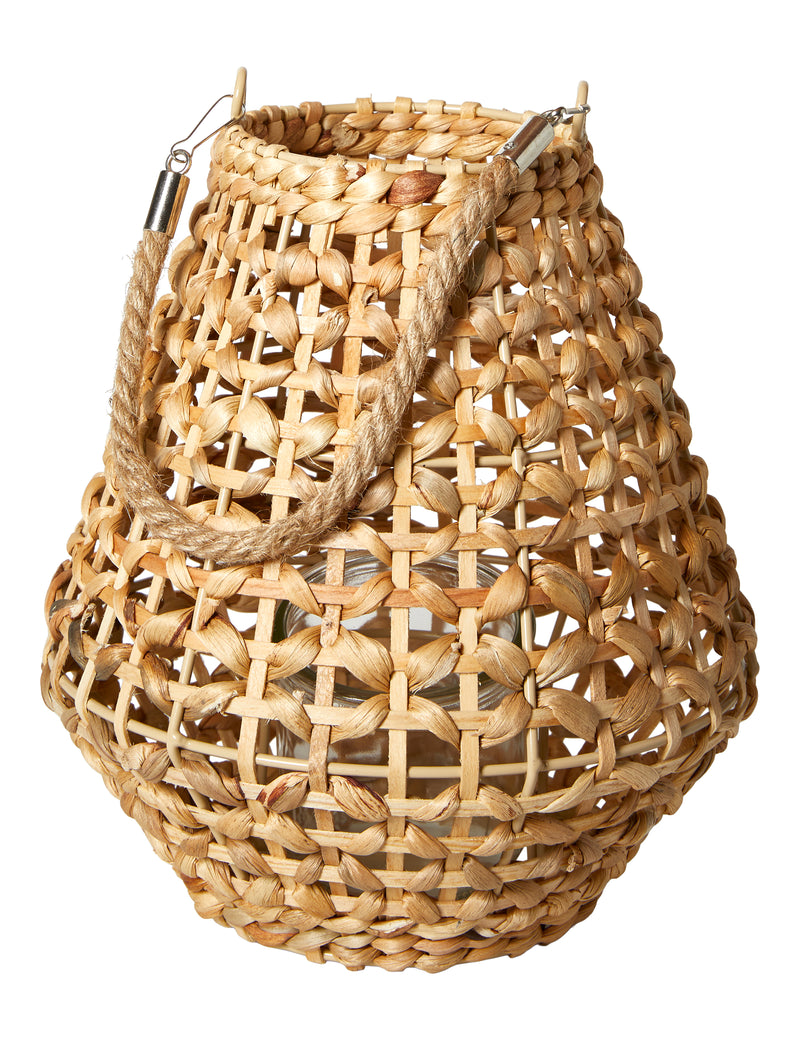 Lantern Hyacinth - Nature