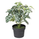 Evergreen Plant