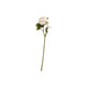 Rose Flower Stem - L44cm - Creme