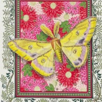 Greeting Card - Indian Butterfly
