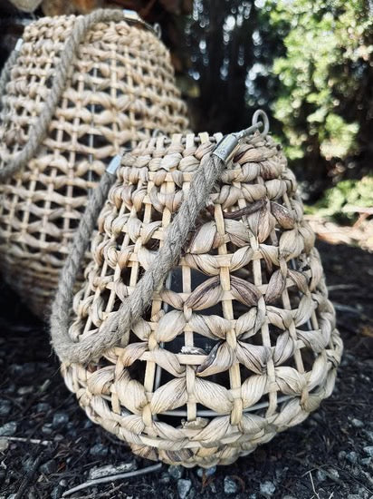 Lantern Hyacinth - Nature