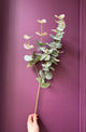 Eucalyptus Spray - Sage Green