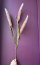 Pennisetum Branch - Blush Pink