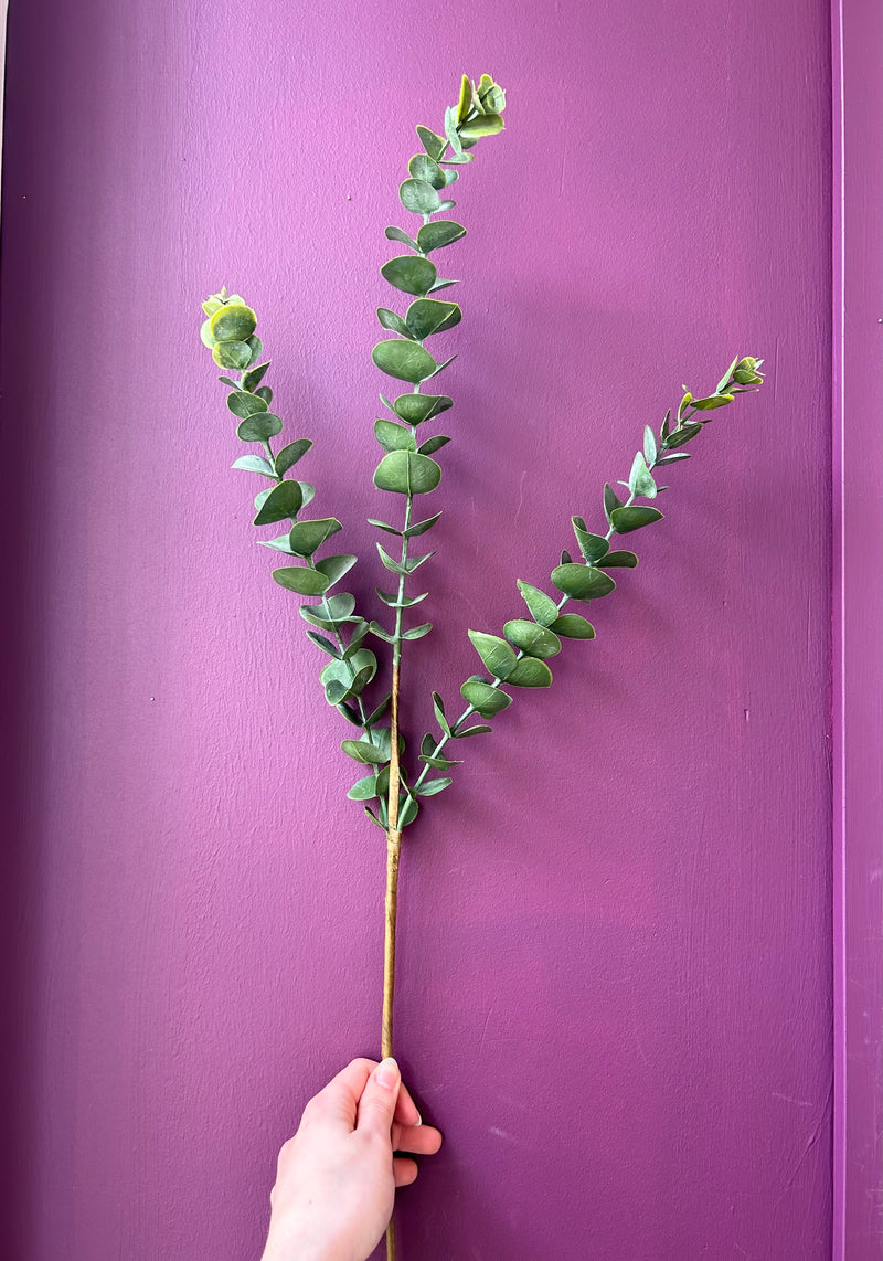 Eucalyptus Stem