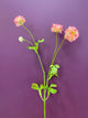 Geum - Pink