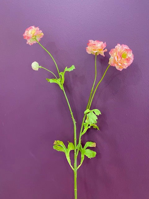 Geum - Pink
