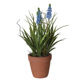 Muscari In Terracotta Pot