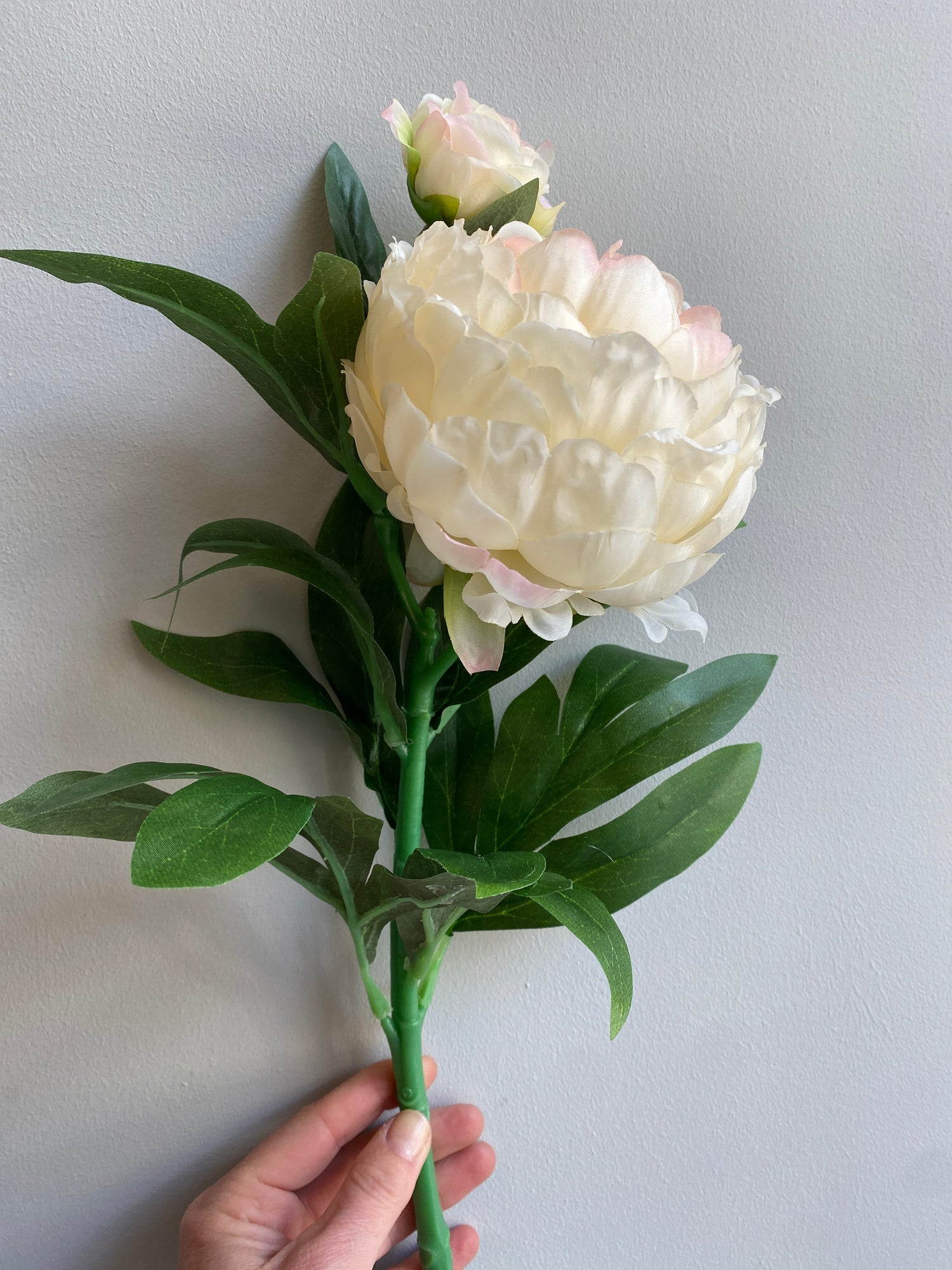 Peony Stem - L60cm - Creme