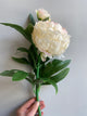 Peony Stem - L60cm - Creme