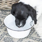 Dog Bowl - Enamel - Small - White