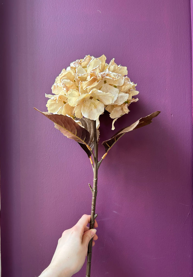 Hydrangea Stem