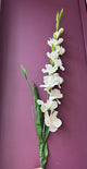 Gladioli Stem - White