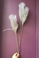 Pampas Grass - Lavender